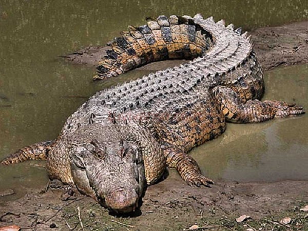 Mơ thấy cá sấu có điềm báo tốt hay xấu?