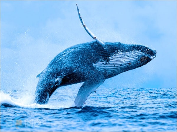 Mơ thấy cá voi có điềm báo gì và đánh số nào trúng?