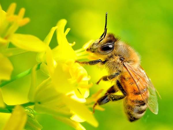 Con ong số mấy? Mơ thấy ong có phải điềm báo tài lộc?