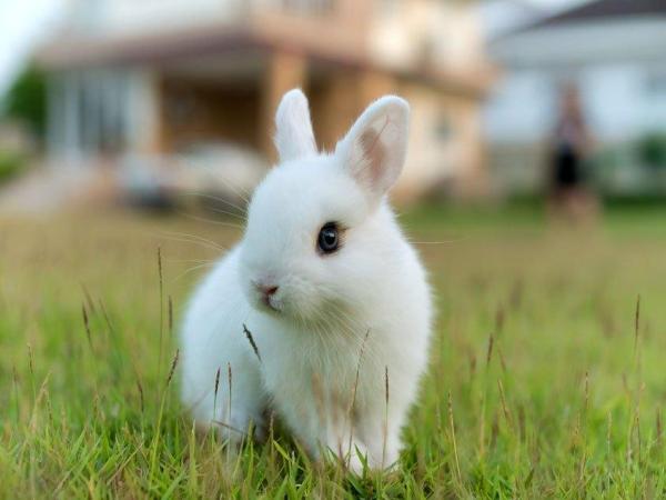 Con thỏ số mấy? Mơ thấy thỏ mang điềm báo tốt hay xấu?