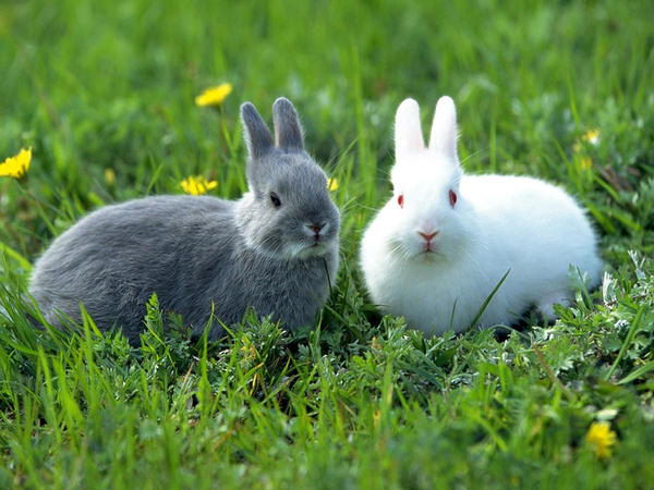 Mơ thấy con thỏ số mấy, đánh con gì thu về bạc tỷ?
