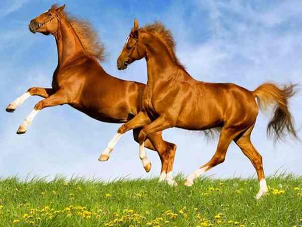 Nằm mơ thấy ngựa đánh con gì may mắn có ý nghĩa gì