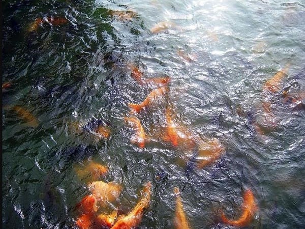 Chiêm bao thấy ao cá đầy nước
