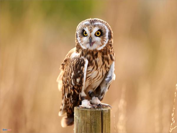 Nằm mơ thấy chim cú mèo là điềm tốt hay xấu, số gì may?