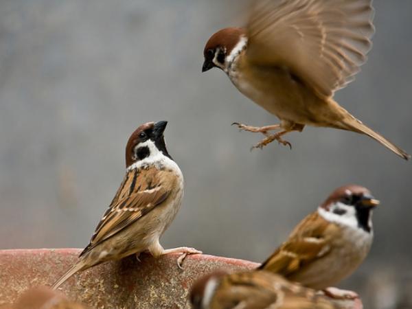 Nằm mơ thấy chim sẻ là điềm lành hay dữ, số mấy phát tài?