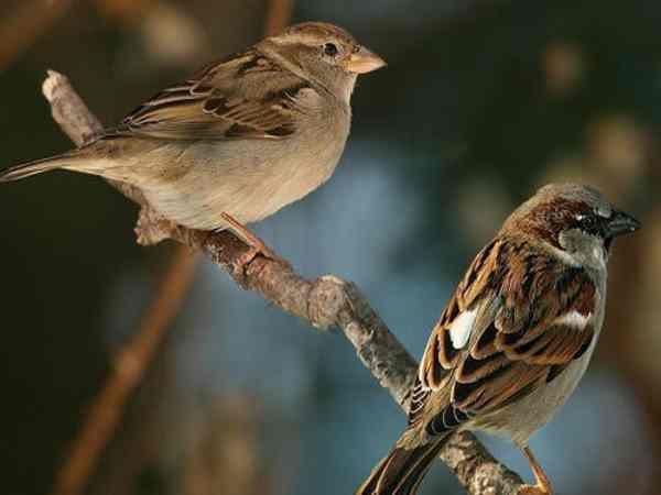 Chiêm bao thấy đàn chim sẻ