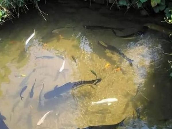 Giấc mơ thấy ao cá mang điềm báo may mắn hay cảnh báo?