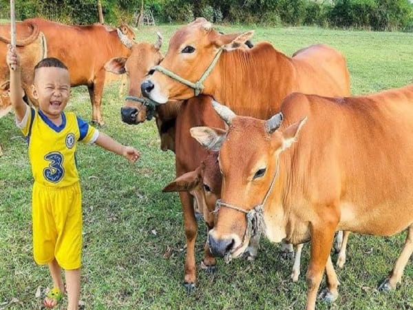 Nằm mơ thấy đi chăn bò báo hiệu tốt xấu, số nào phát tài