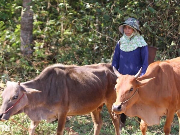 Nằm mơ thấy đi chăn bò báo hiệu tốt xấu?