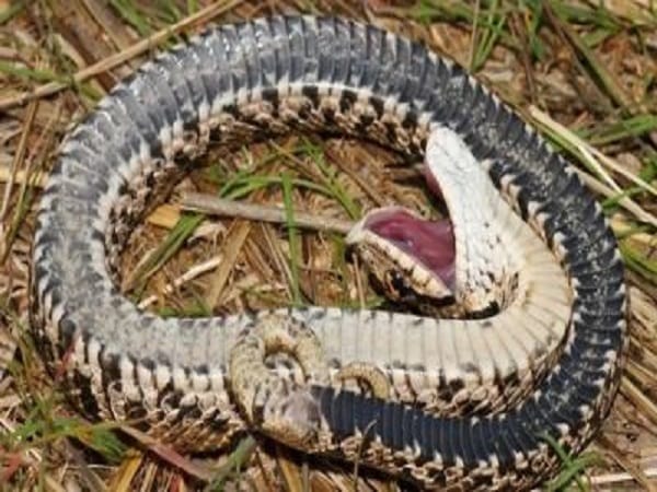 Nằm mơ thấy xác rắn có phải dấu hiệu kết thúc vận hạn